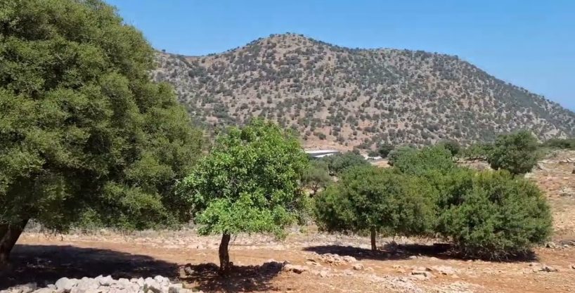 Building Plot for Sale – 6250 m2 near Malia, Crete