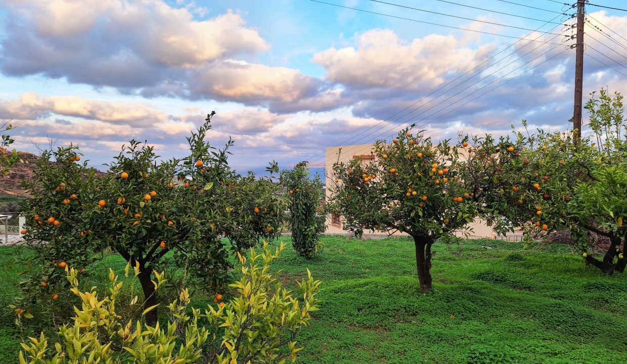 Orange grove