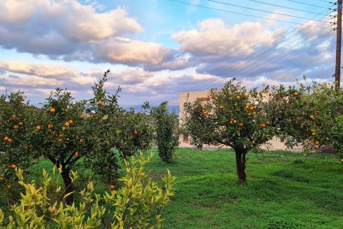 Orange grove