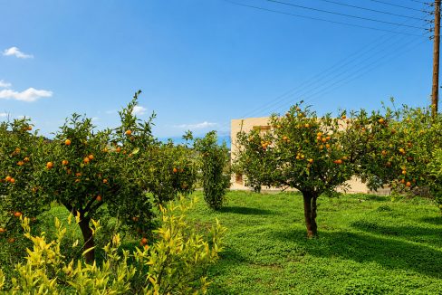 Orange grove